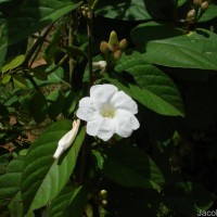 Camonea pilosa (Houtt.) A.R.Simões & Staples s.l.